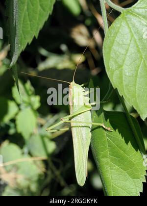 Großer grüner Buschkricket, Grünes Heupferd, grande sauterelle verte, Tettigonia viridissima, zöld lombszöcske, Budapest, Ungarn, Magyarország, Europa Stockfoto