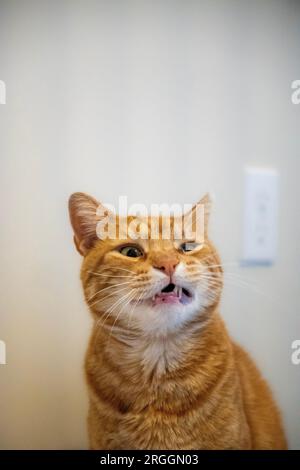 Orangefarbene Katze macht ein lustiges Gesicht Stockfoto