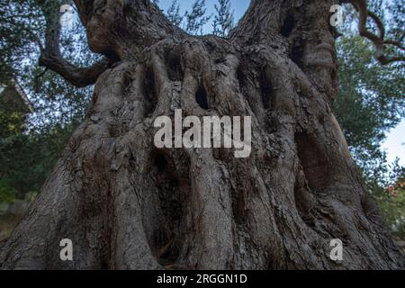 Alter Olivenbaum im Dorf Loutra, Kassandra, Griechenland Stockfoto