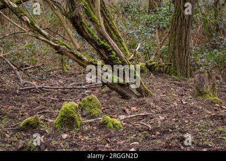 Ein Busch mit Pilzen und Moos im Winter im Wald mit vielen Blättern auf dem Boden, Deutschland Stockfoto