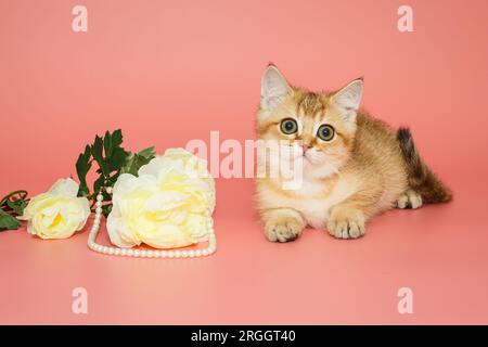 Kleines, lustiges schottisches Kätzchen und eine weiße Blume mit Perlen auf pinkfarbenem Hintergrund Stockfoto