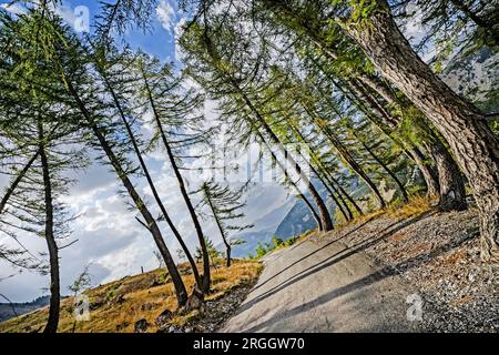 Bäume neben Straße in Col des Champs Gruppe Alpes-Maritime, Frankreich Stockfoto