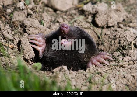 Talpa europaea alias europäischer Maulwurf in seinem Loch. Hauptfeind jedes Gärtners in Tschechien. Riesenbohren, Graben Hände mit langen Klauen. Stockfoto