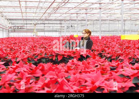 Frau mit Weihnachtsstern Anlage in Kindergärten Stockfoto