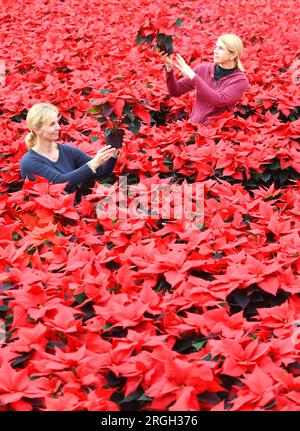 Frauen, die sich in der weihnachtsstern Pflanzen in der Baumschule Stockfoto