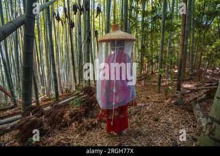 Kumano Kodo Pilgerweg. Daimon-zaka Hang. Bambus Bäume. Präfektur Wakayama. Kii Halbinsel. Kansai Region. Honshü Insel. UNESCO-Heritag Stockfoto