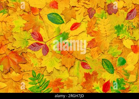 Buntes Laubmuster im Herbst hinterlässt Hintergrund. Rote Herbstblätter im Herbstwald Hintergrund. Farbenfroher Wald abstrakter Herbsthintergrund Stockfoto