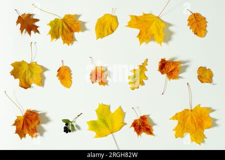 Herbstsaison. Herbstdesign Herbstset Blätter auf weißem Hintergrund Herbstkollektion auf weißem Hintergrund. Gelb hinterlässt einen weißen Hintergrund Stockfoto