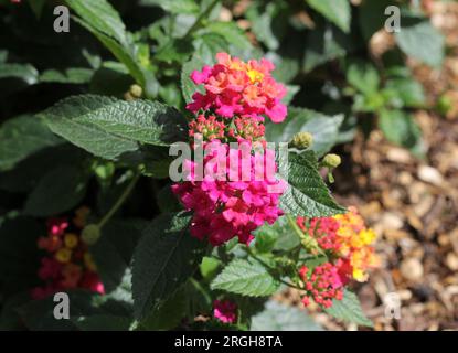 Eine Nahaufnahme der Lantana Esperanta Rose Blumen Stockfoto