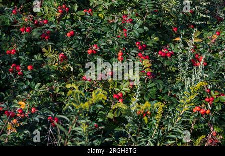 Rosa Rugosa wird gemeinhin als Rosenhüften bezeichnet. Stockfoto
