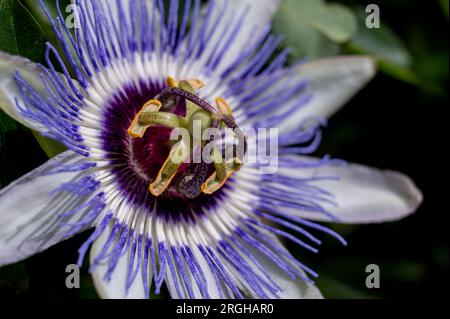 Nahaufnahme der Passionsblume. Passiflora caerulea Blooming. Blaue Passionsblume. Blaue Leidenschaft. Eine gemeinsame Passionsblume. Stockfoto