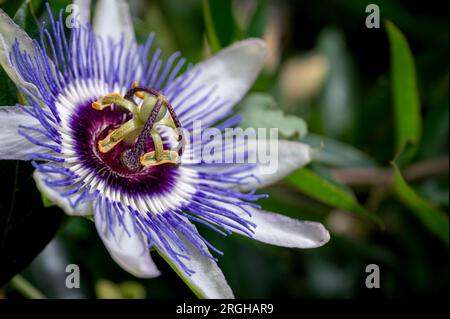 Nahaufnahme der Passionsblume. Passiflora caerulea Blooming. Blaue Passionsblume. Blaue Leidenschaft. Eine gemeinsame Passionsblume. Stockfoto