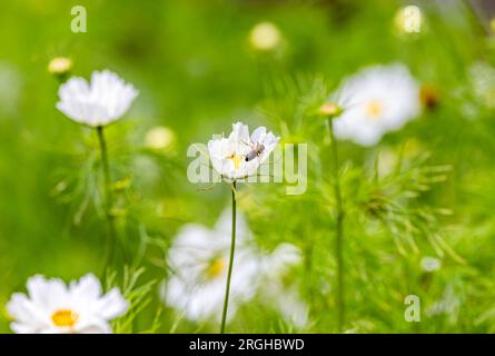 Insect on white Cosmos flower "Cosmos bipinnatus", also "Garden Cosmos" or "Mexican Aster", blooming against soft blurred green background. Ireland Stockfoto