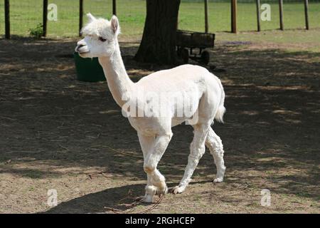 Alpaca (Lama Pacos), Pennybridge Alpacas, Up Nately, Hook, Hampshire, England, Großbritannien, Großbritannien, Großbritannien, Großbritannien, Europa Stockfoto