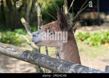 Alpaca (Lama Pacos), Pennybridge Alpacas, Up Nately, Hook, Hampshire, England, Großbritannien, Großbritannien, Großbritannien, Großbritannien, Europa Stockfoto