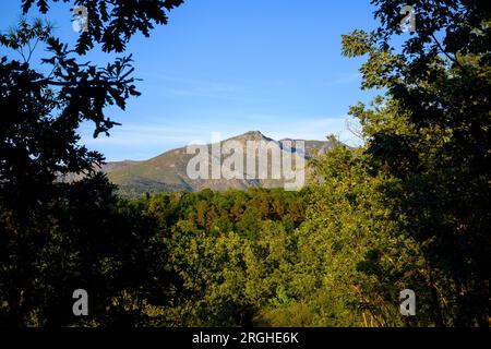 Kastanienwald mit Berggipfel aus Granitstein im Hintergrund mit blauem Himmel Stockfoto