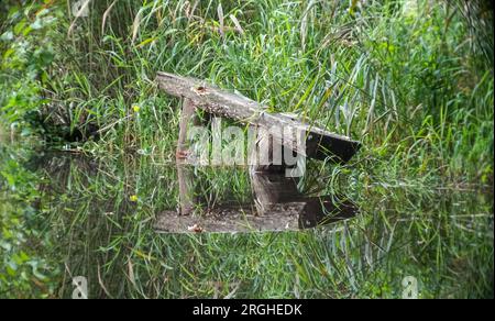 Ein alter, verwitterter Baumstamm am Ufer des Sees. Reflexion im Wasser mit Sommervegetation. Stockfoto