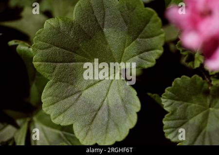 Grünes Texturblatt der Pelargonium-Nahaufnahme. Gartengeranium. Blühende Pflanze in einem Topf Stockfoto