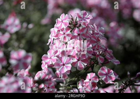 Gartenphlox (Phlox paniculata), lebhafte Sommerblumen. Eine Nahaufnahme von hübschen rosa gestreiften Phloxblumen, Varietät Phlox Maculata in einem Garten Stockfoto