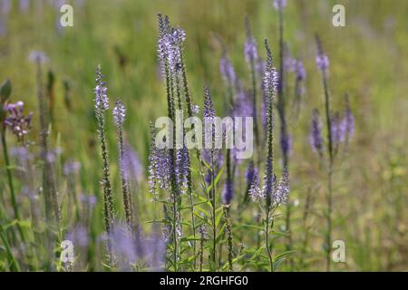 Veronica Longifolia. Wunderschöne blaue, lila Blume. Die hellen Blüten von blauem Speedwell auf grünem Laub. Selektiver Fokus Stockfoto