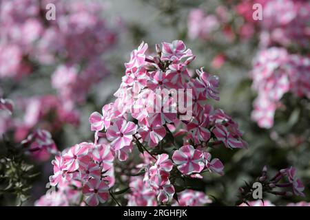 Blüten von Phlox paniculata, Pflanzen-Nahaufnahme. Wunderschöne rosa Phloxblumen im Sommergarten Stockfoto