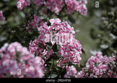 Paniculärer Phlox, ganzjähriger Gartenphlox. Nahaufnahme der wunderschönen rosa gestreiften Phloxblumen, eine Vielzahl von Phlox Maculata im Garten Stockfoto