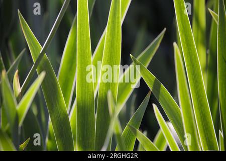 Grünes Gras. Breites Gras hinterlässt bei hellem Sonnenlicht. Umweltfreundlicher natürlicher Hintergrund Stockfoto
