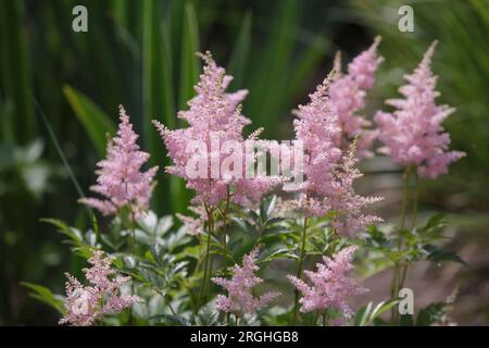 Astilbe oder falscher Ziegenbart und falscher Spirea. Im Sommer blüht die pinkfarbene Blume im Garten. Zarte, flauschige Blüten, selektiver Fokus Stockfoto