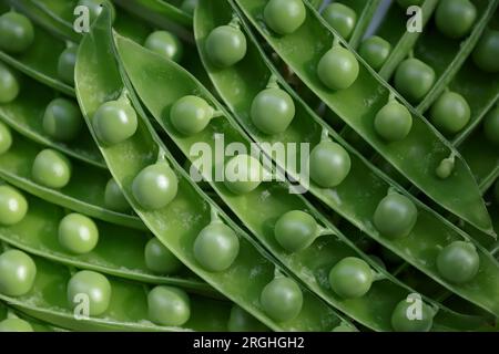 Körner grüner junger Erbsen in offenen Schoten. Ernte reifer frischer Erbsen. Stockfoto