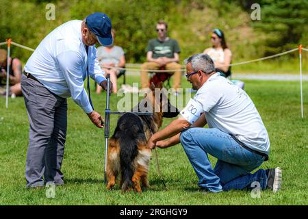 Saint John, NB, Kanada - 6. August 2023: Ein Richter misst einen deutschen Schäferhund bei der Canadian German Shepherd Championships und der Sieger Show. Stockfoto