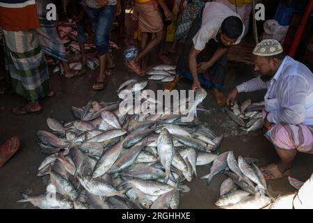 Hilsa-Fische verkaufen an der Station Alipur Fischanlegestelle am Ufer des Shibbaria Flusses. Es ist das größte Fischanlandezentrum im Süden Stockfoto