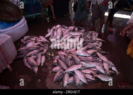 Hilsa-Fische verkaufen an der Station Alipur Fischanlegestelle am Ufer des Shibbaria Flusses. Es ist das größte Fischanlandezentrum im Süden Stockfoto