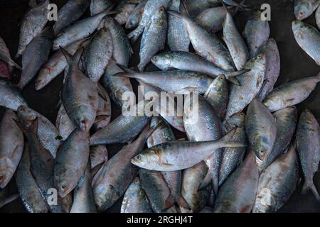 Hilsa-Fische verkaufen an der Station Alipur Fischanlegestelle am Ufer des Shibbaria Flusses. Es ist das größte Fischanlandezentrum im Süden Stockfoto