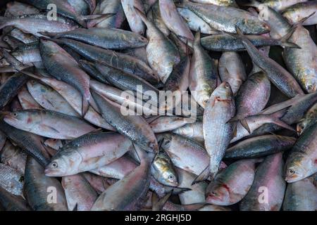 Hilsa-Fische verkaufen an der Station Alipur Fischanlegestelle am Ufer des Shibbaria Flusses. Es ist das größte Fischanlandezentrum im Süden Stockfoto