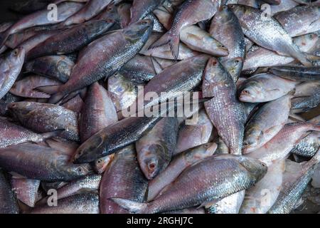 Hilsa-Fische verkaufen an der Station Alipur Fischanlegestelle am Ufer des Shibbaria Flusses. Es ist das größte Fischanlandezentrum im Süden Stockfoto