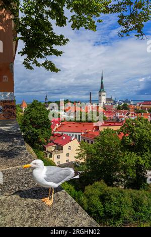 Patkuli Aussichtspunkt, Altstadt, Tallinn, Estland Stockfoto