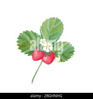 Aquarelle rote saftige Erdbeeren mit Blättern und Blüten. Essenshintergrund, hell gestrichen. Handgezeichnete Essenszeichnung. Fruchtmuster. Summ Stockfoto