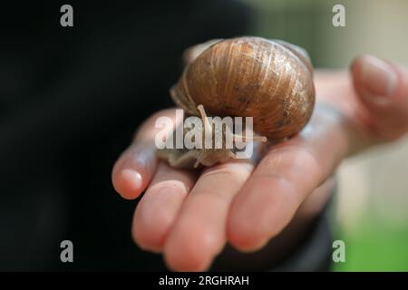 Traubenschnecke. Schädlinge und Insekten im Garten. Traubenschnecke an der Hand. Schnecken und Schnecken. Stockfoto