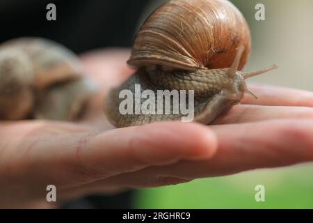 Traubenschnecke. Schnecken im Garten. Schädlinge im Garten. Schnecken und Schnecken. Stockfoto