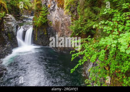 Der Engländer fällt auf Vancouver Island, British Columbia. In der Nähe von Iquique. Stockfoto