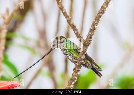 Kolibri mit Schwertschnabel, Ensifera ensifera, im Yanacocha Reservat in Ecuador Stockfoto