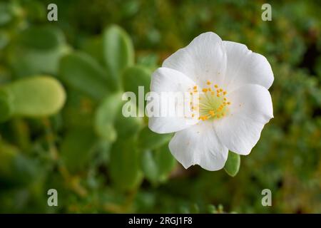 Blick von oben auf weiße Moosrosen oder mexikanische Rosen im Gartenhintergrund, portulaca grandiflora, weicher Fokus der beliebten Blume, auch bekannt als 11 Uhr, portulaca Grandiflora Stockfoto