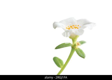 Nahaufnahme von weißer Moosrose oder mexikanischer Rose isoliert auf weißem Hintergrund, portulaca grandiflora, weicher Fokus der beliebten Blume, auch bekannt als 11 Uhr, pur Stockfoto
