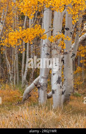 Aspen Trees im Herbst, North Lake, Sierra Nevada Mountains, Inyo County, Kalifornien Stockfoto