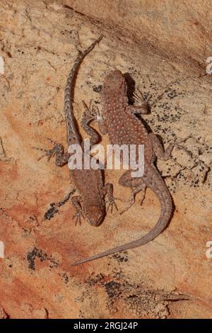 Ein Paar seitlich gefleckte Echsen (Uta stansburiana) auf Felsen, Vermilion Cliffs National Monument, Arizona Stockfoto