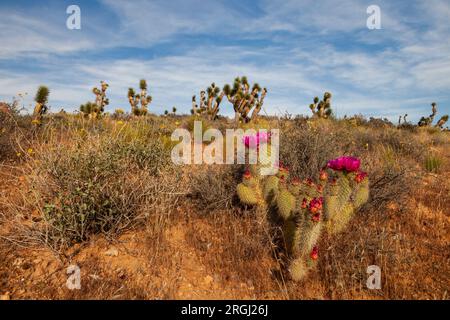 Blühende Kakteen und Joshua-Bäume (Yucca brevifolia), Beaver Dam Mountains Wilderness, Arizona Stockfoto