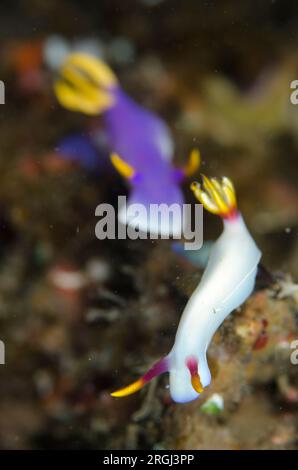 White Bullock's Hypselodoris Nudibranch, Hypseldoris bullocki und Purple Robe Hem Hypselodoris Nudibranch, Hypseldoris apolegma, Magic Rock Tauchplatz Stockfoto