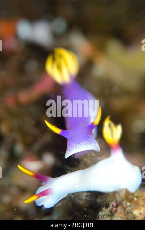 White Bullock's Hypselodoris Nudibranch, Hypseldoris bullocki und Purple Robe Hem Hypselodoris Nudibranch, Hypseldoris apolegma, Magic Rock Tauchplatz Stockfoto