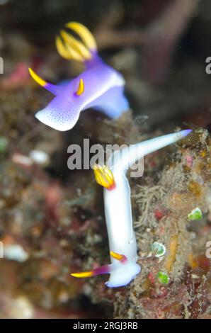 White Bullock's Hypselodoris Nudibranch, Hypseldoris bullocki und Purple Robe Hem Hypselodoris Nudibranch, Hypseldoris apolegma, Magic Rock Tauchplatz Stockfoto