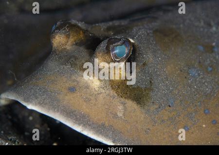 Blue-Fleckenrochen, Taeniura Lymna, Nachttauchen, TK1 Tauchplatz, Lembritstraße, Sulawesi, Indonesien Stockfoto